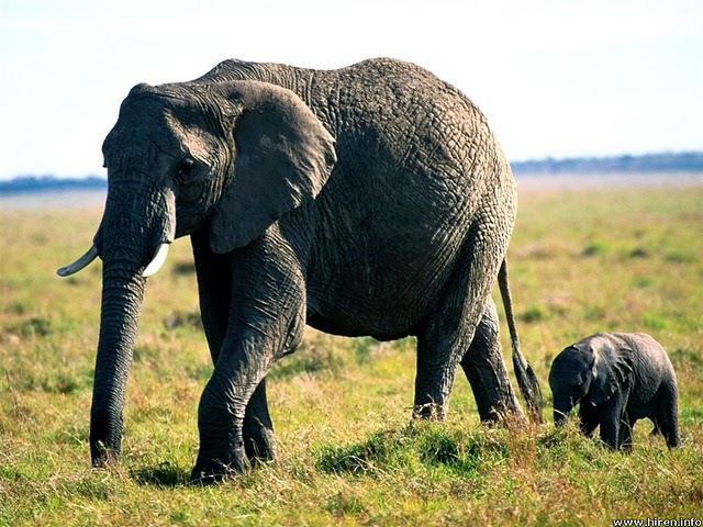 tag-along_african-elephants