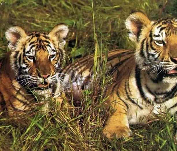 tigrii