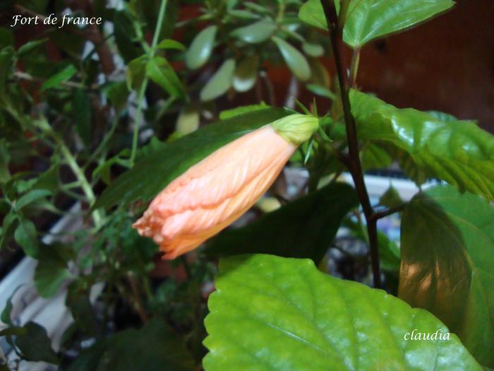 DSC02323 - 0 hibiscus