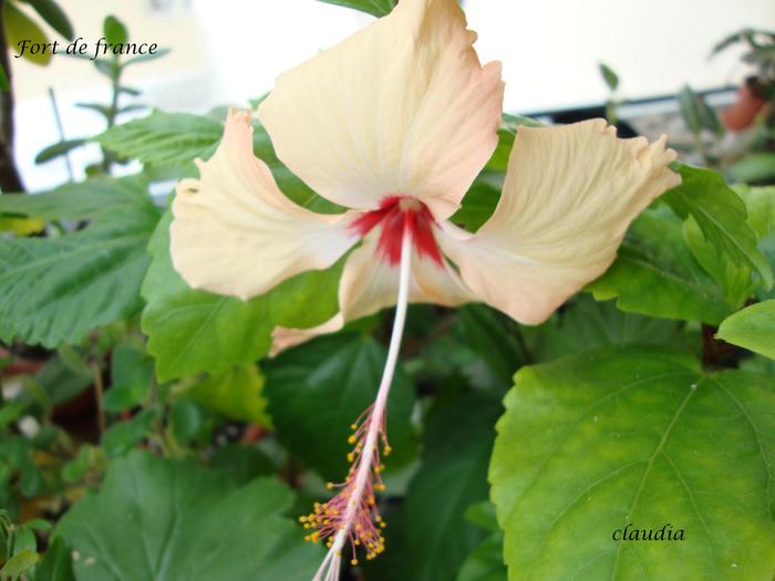 DSC02326 - 0 hibiscus