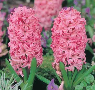 HPFA08-09_Hyacinth_Pink