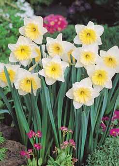 HPFA08-09_Narcissi_Ice_Follies