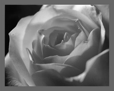 White-Rose