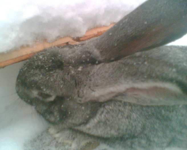 mascul 9 luni - iepuri uriasul german