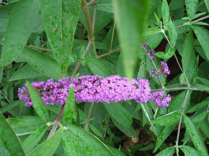 Buddleja davidii Purple (2010, Jul.10) - Buddleja Purple