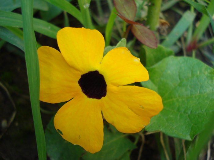 Thunbergia (2010, July 05) - 07 Garden in July