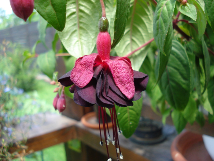 Fuchsia (2010, July 11) - 07 Garden in July