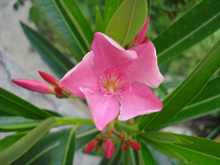 Pink Oleander_Leandru (2010, Aug.08) - 08 Garden in August