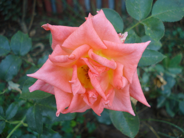 Rose Monica (2010, August 24)