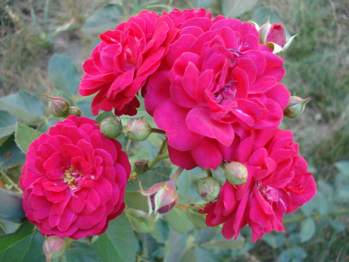 Red Roses (2010, August 28)