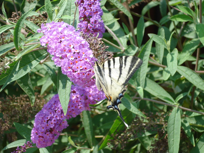 Buddleja davidii Purple (2010, Aug.07)