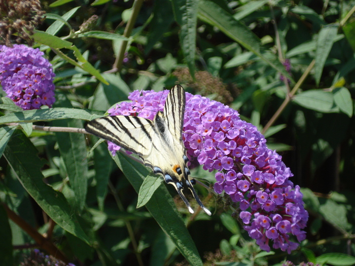 Buddleja davidii Purple (2010, Aug.07) - Buddleja Purple