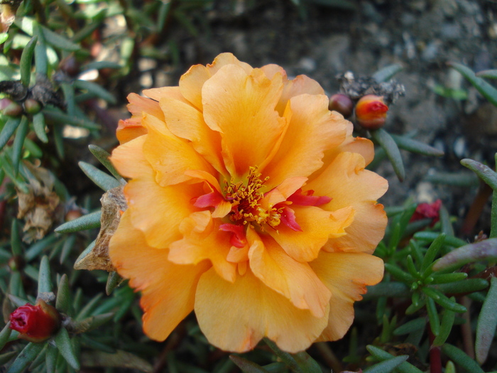 Orange Portulaca (2009, July 03); Austria.
