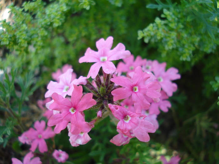 Pink Verbena (2009, July 03); Austria.
