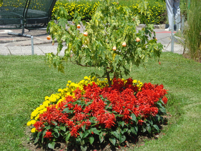 Abutilon, Salvia & Marigolds (2009, Jul.03); Austria.
