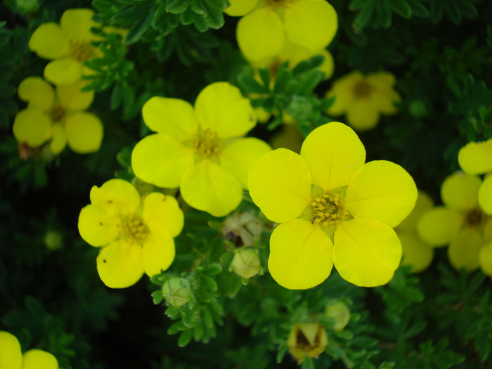 Yellow flower (2009, July 03); Austria.
