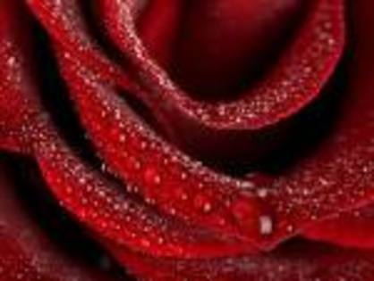 cel mai mumos trandafir din lume,rosu - Poze pt desktop