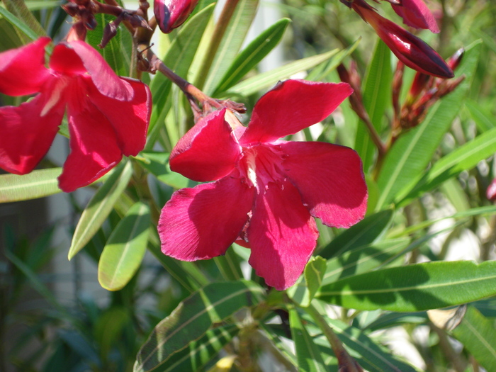 Red Oleander (2009, July 03); Austria.
