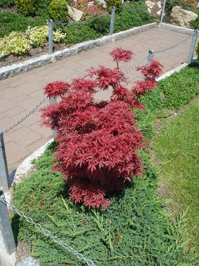 Japanese Maple (2009, July 03); Austria.
