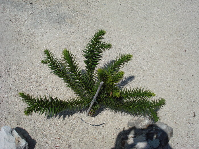 Araucaria (2009, July 03); Austria.
