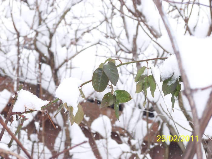 100_9352 - Iarna 2010  2011