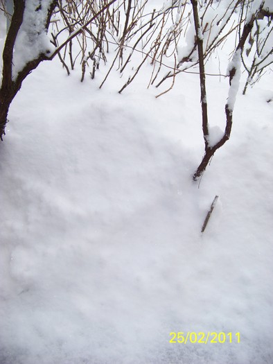 100_9354 - Iarna 2010  2011