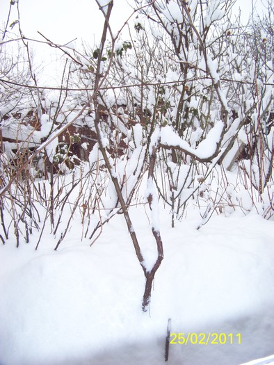 100_9355 - Iarna 2010  2011