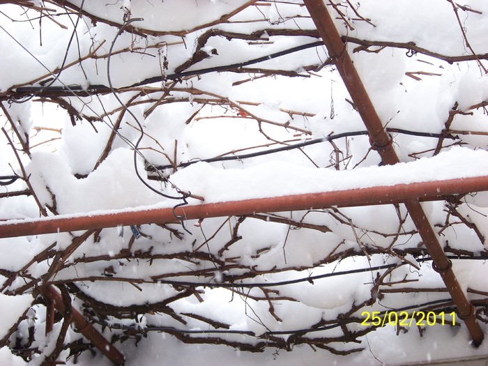 100_9357 - Iarna 2010  2011