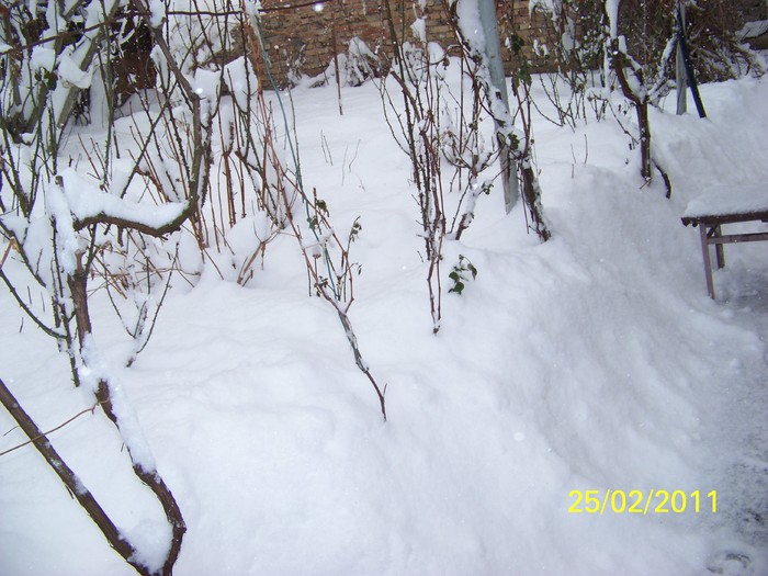 100_9360 - Iarna 2010  2011