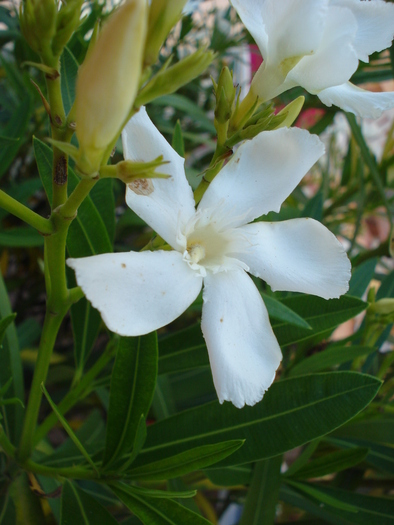 White Oleander (2009, July 03); Austria.
