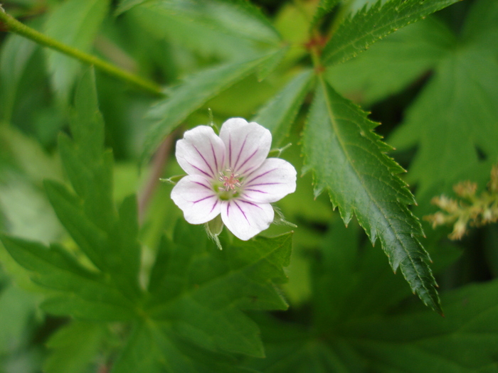 Geranium maculatum (2009, July 03); Spotted Geranium; Wood Geranium; Wild Geranium.
