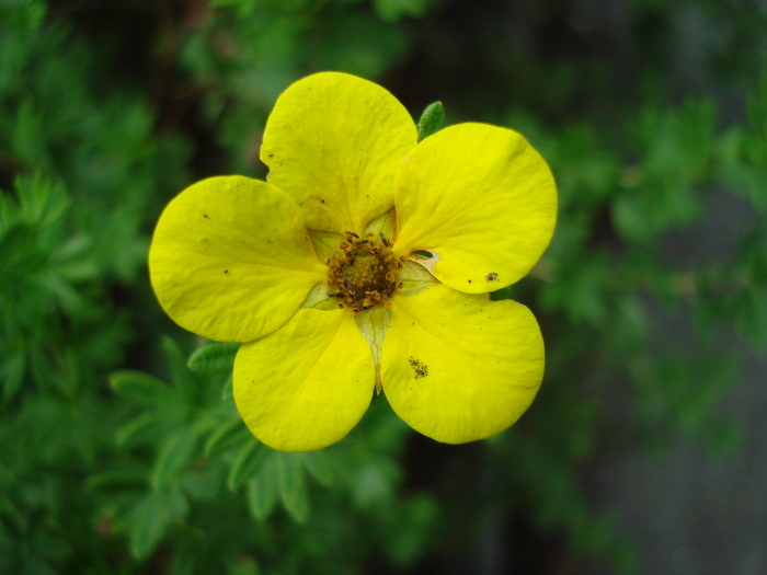 Yellow flower (2009, July 03); Austria.
