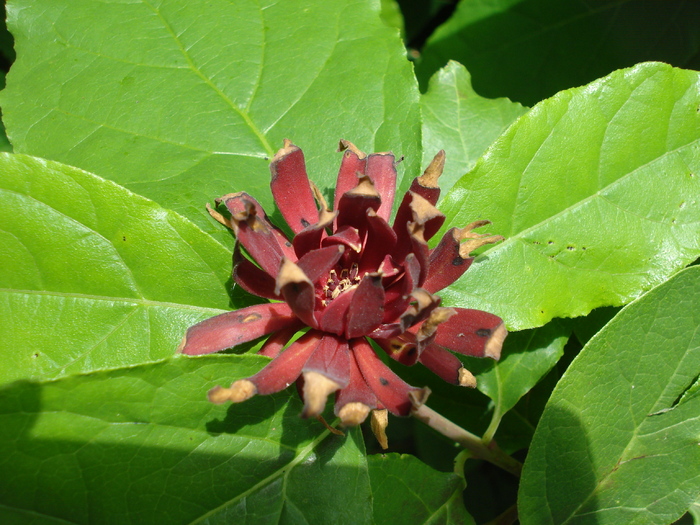 Calycanthus floridus (2009, July 03); Austria.
