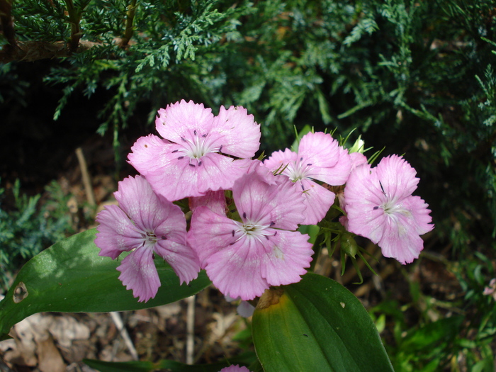 Pink Dianthus (2009, July 03); Austria.
