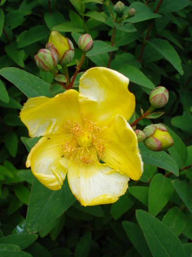 Yellow Rose (2009, July 03); Austria.
