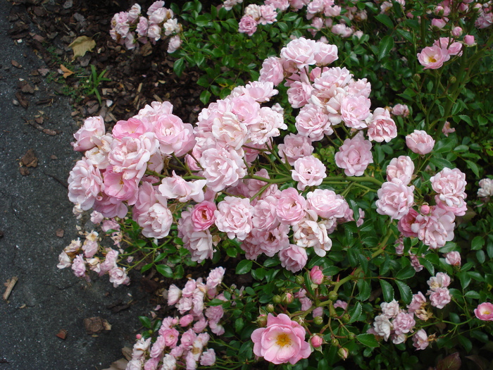 Pink Roses (2009, July 03); Austria.
