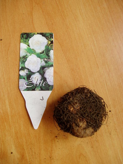 begonie cu flori duble - Bulbi de la Atlasplant