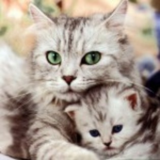 july si helen - adoptie pentru pisicute