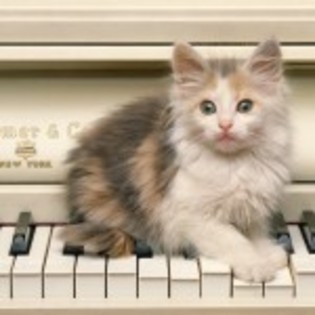 ashly - adoptie pentru pisicute