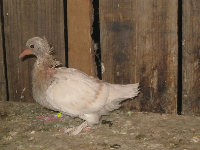 IMG_1832 - Pui 2011