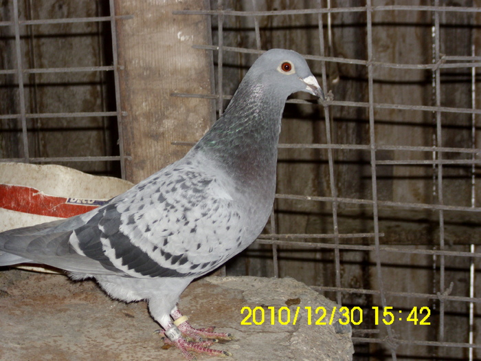 IMG_0952 - porumbei mei