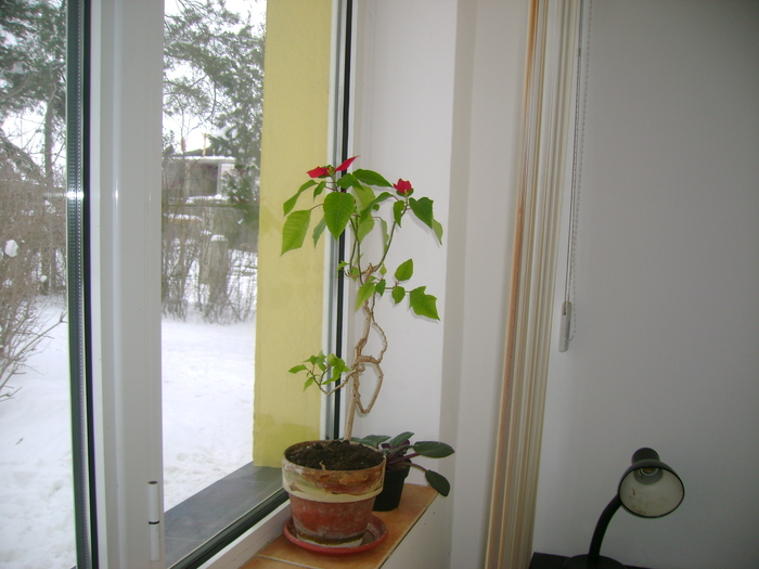 Picture 204 - florile mele