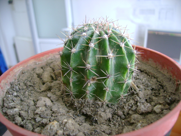 Picture 184 - florile mele