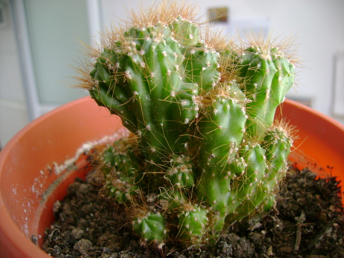 Picture 187 - florile mele