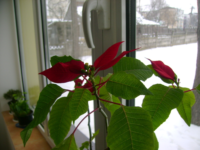 Picture 190 - florile mele
