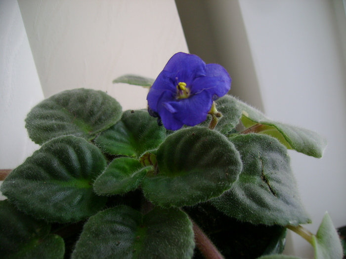 Picture 196 - florile mele
