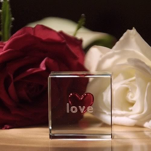 k-Love-Rose-my-album-trandafiri_large