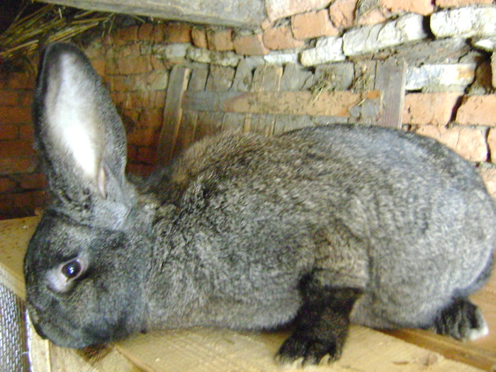 femela urias german - poze primii iepuri