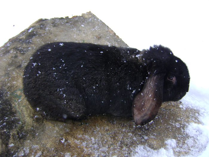 mascul berbec german - poze primii iepuri