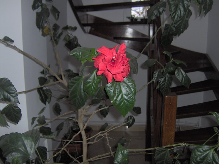 25.02.2011 003 - hibiscusi